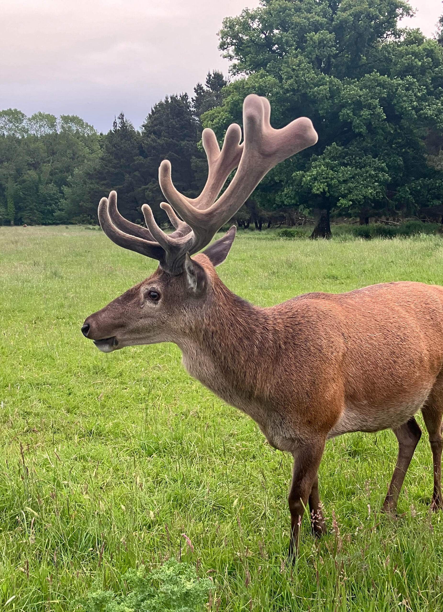 Gosford Deer